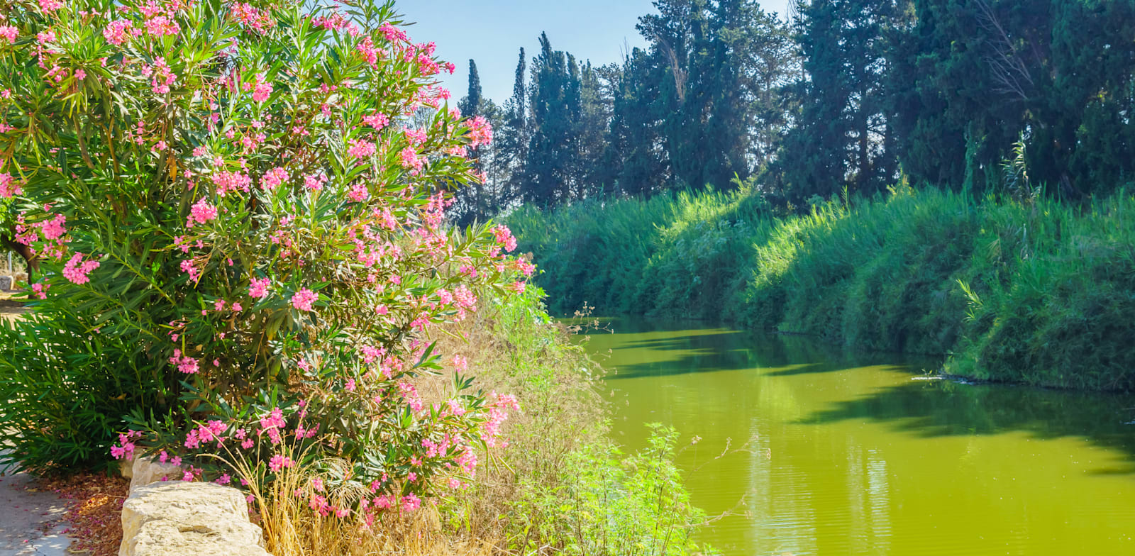 נחל אלכסנדר. מהמזוהמים בנחלי ישראל / צילום: Shutterstock