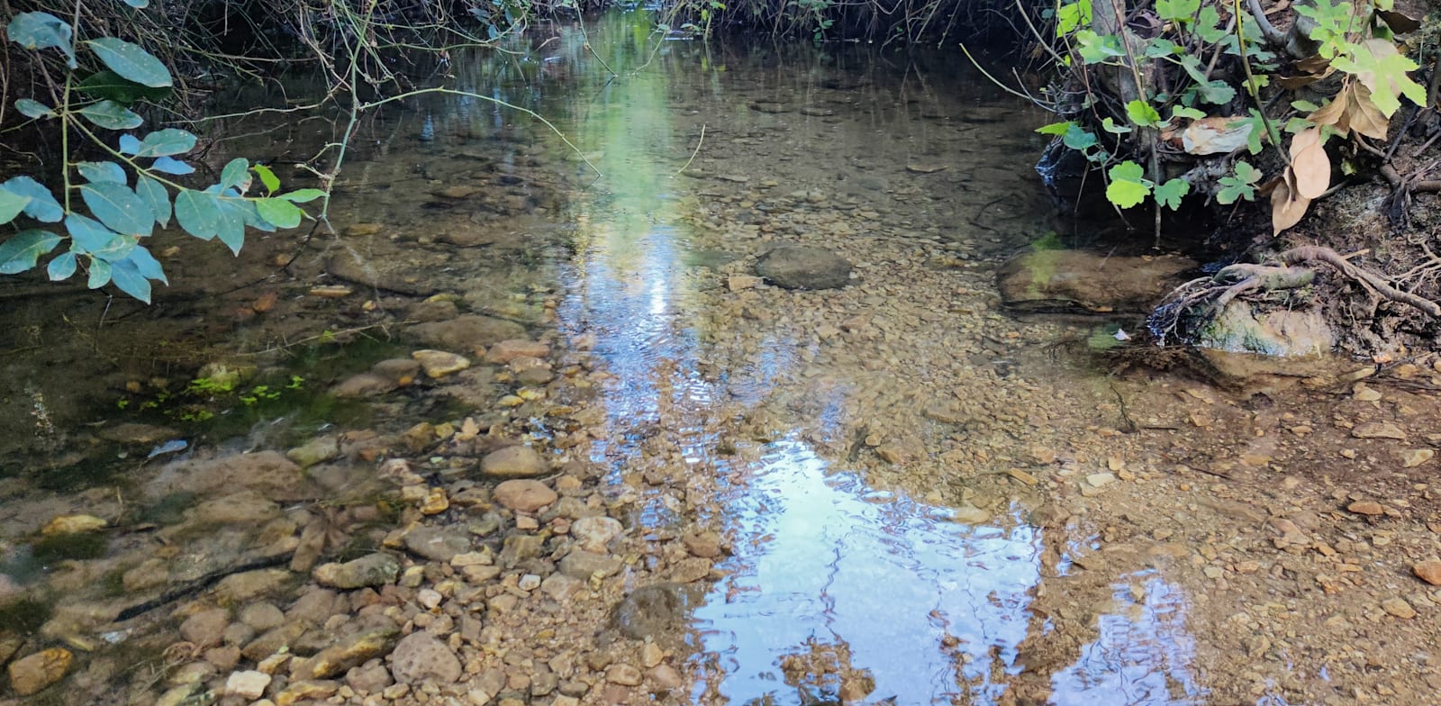 עין מירון. בזכות העצים והצל שומרים המים הצלולים על קרירותם / צילום: אורלי גנוסר