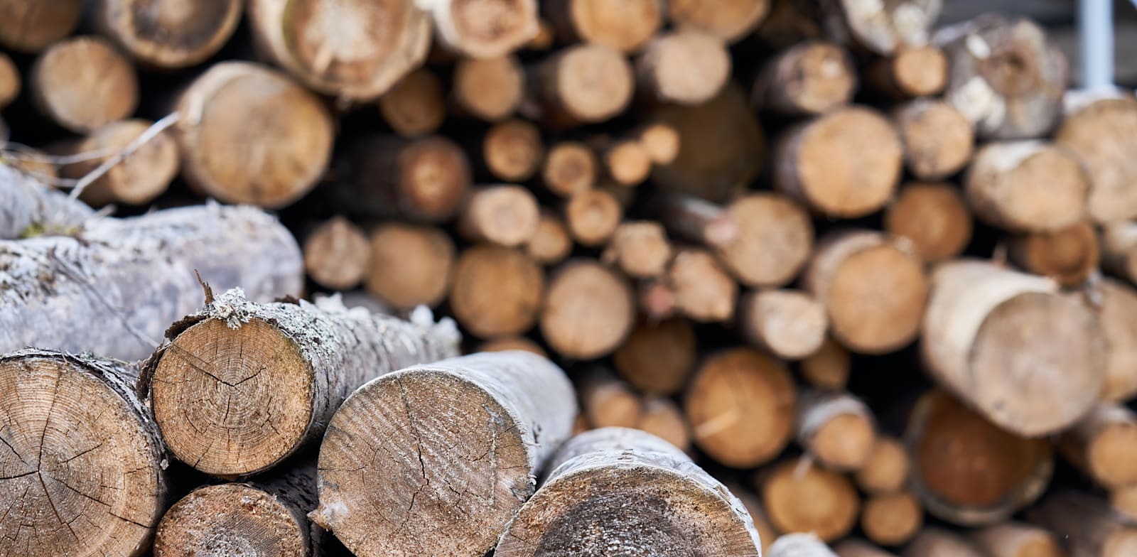 עצים להסקה / צילום: Shutterstock