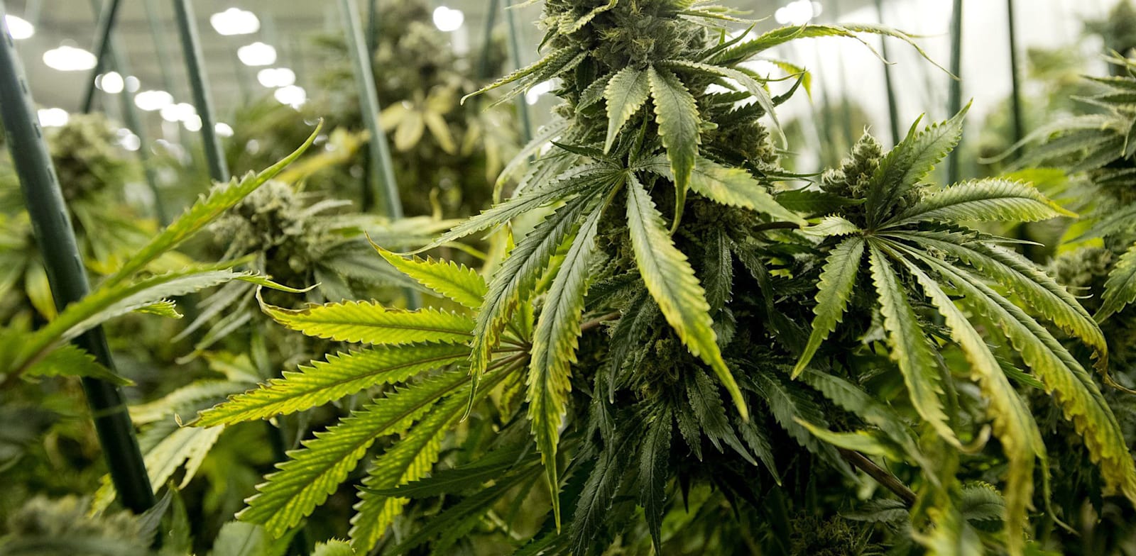 Israel's medical cannabis sector fast withering - גלובס