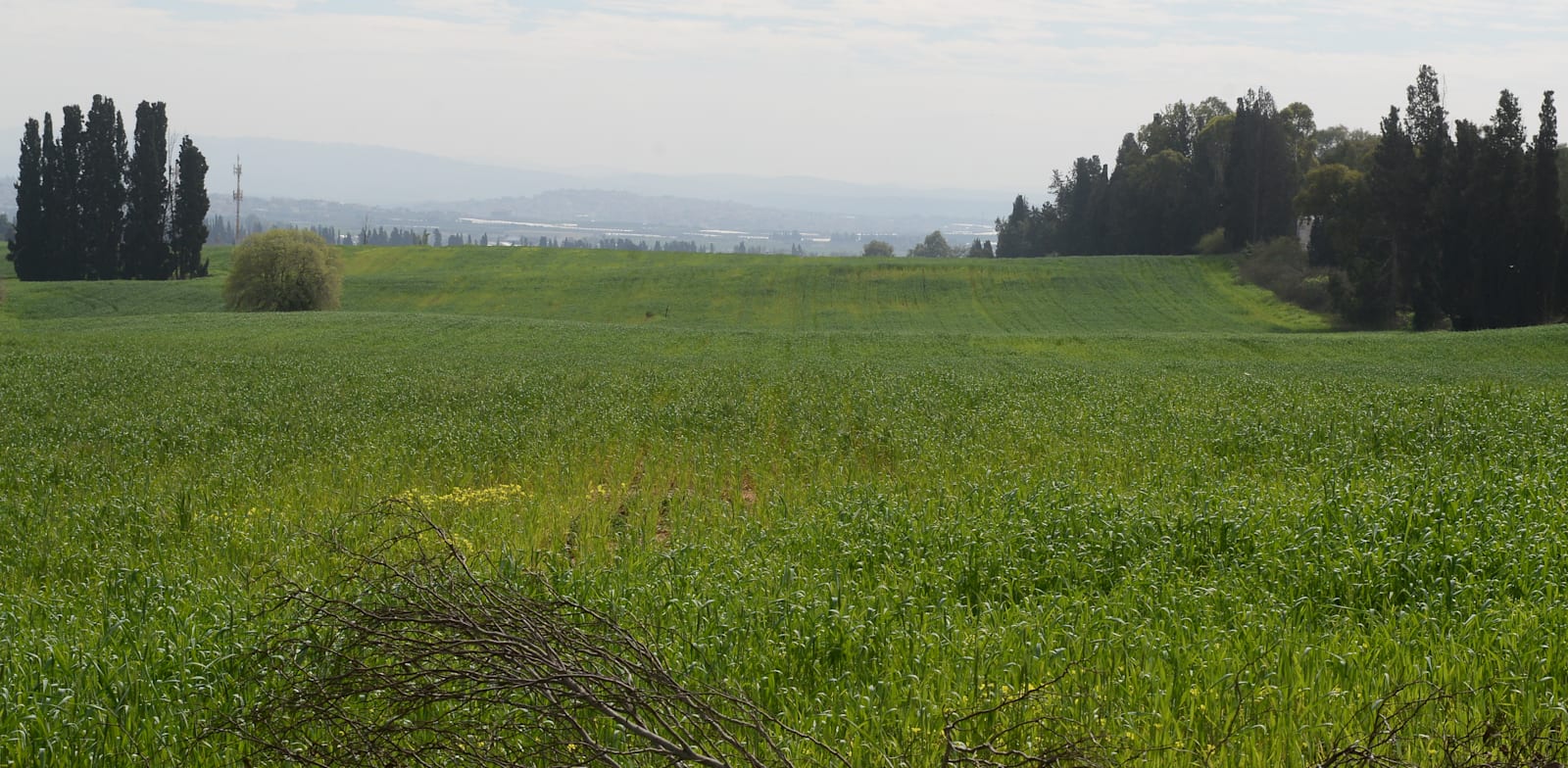 קרקע חקלאית בפרדס חנה. במקרה של שינוי ייעוד, רמ"י תדרוש את הפסקת החכירה / צילום: איל יצהר
