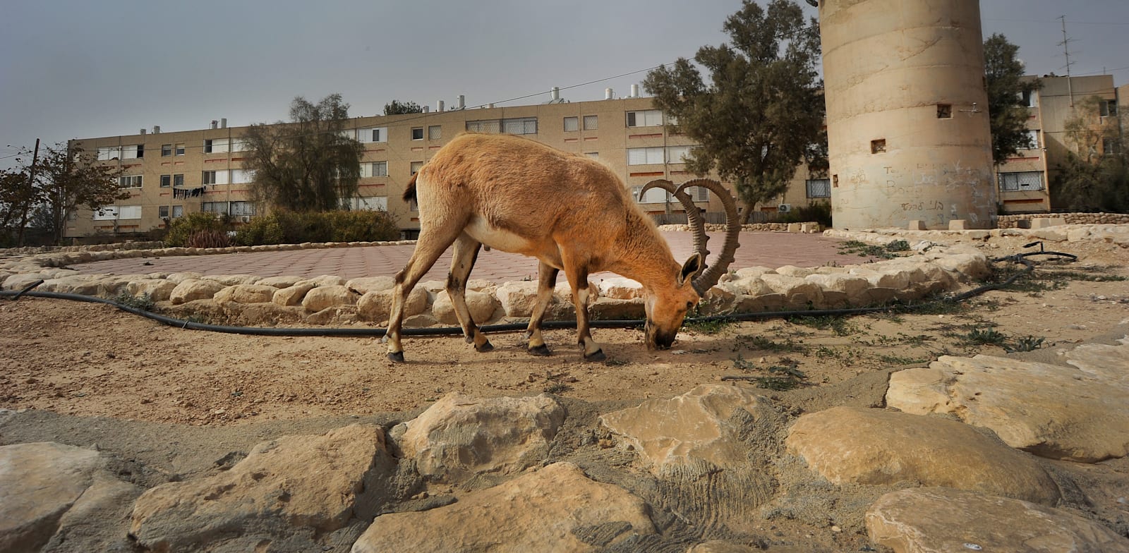 Mitzpe Ramon  credit: Eyal Izhar