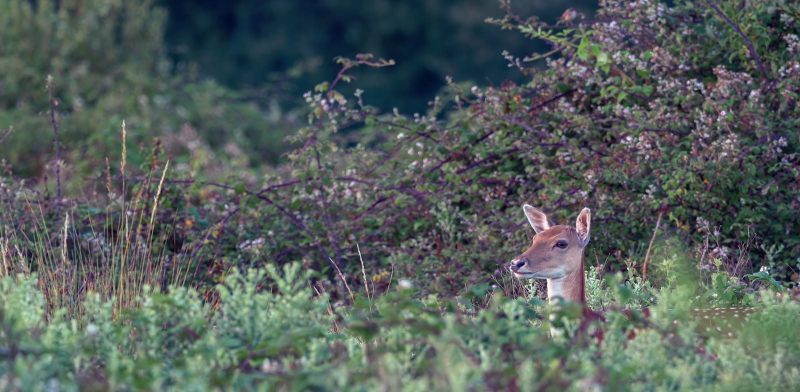 צבי באזור שעובר ReWilding בבריטניה / צילום: Shutterstock, SciPhi.tv