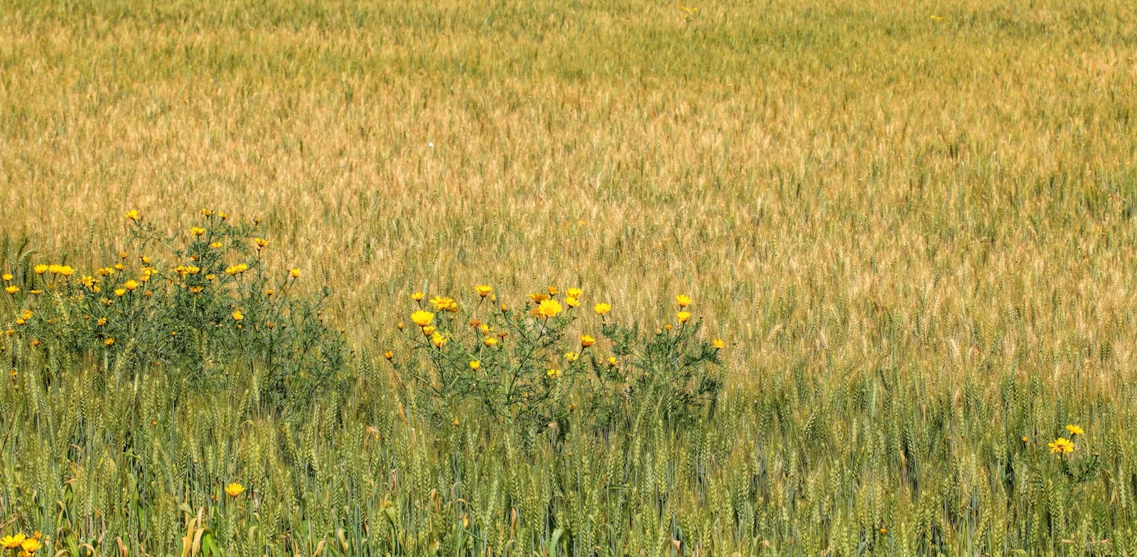 קרקע חקלאית. האם יש למכור בערכי הברוטו או הנטו? / צילום: Shutterstock