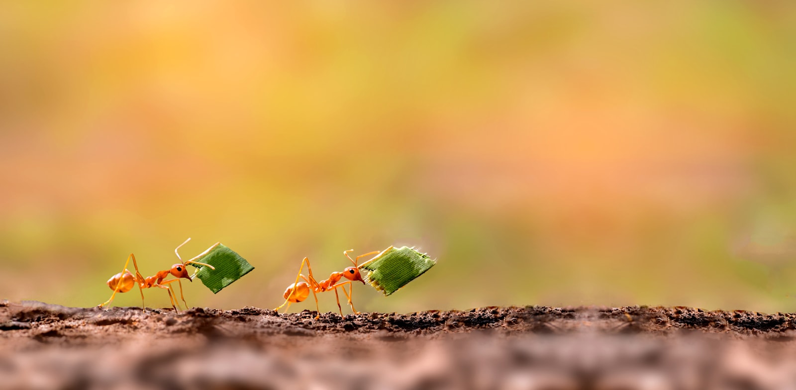 נמלים / צילום: Shutterstock, Thammanoon Khamchalee