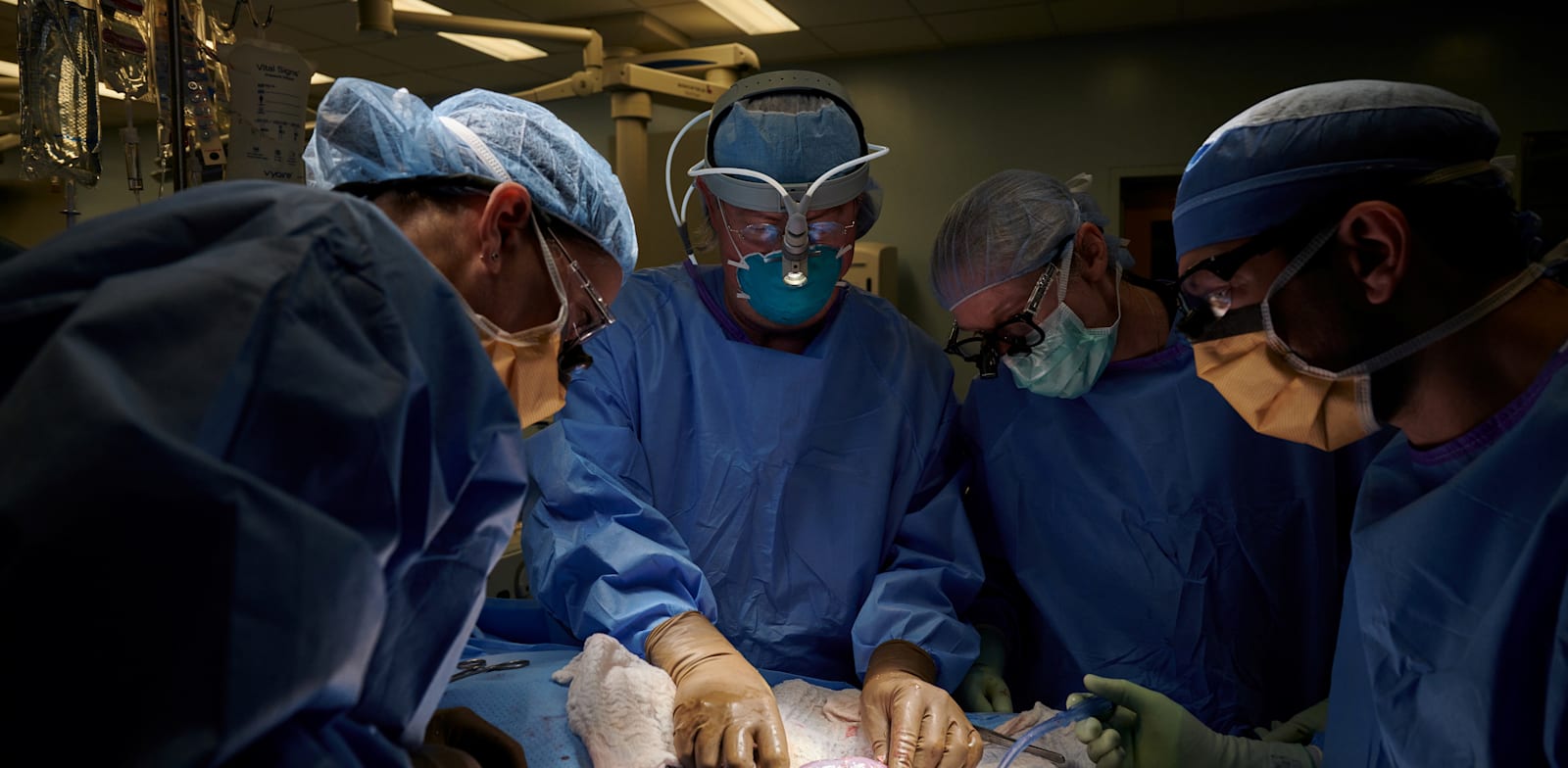 רופאים משתילים כליה של חזיר בגוף אדם, בחודש שעבר. מכון ההשתלות NYU Langone, נוי יורק / צילום: Reuters