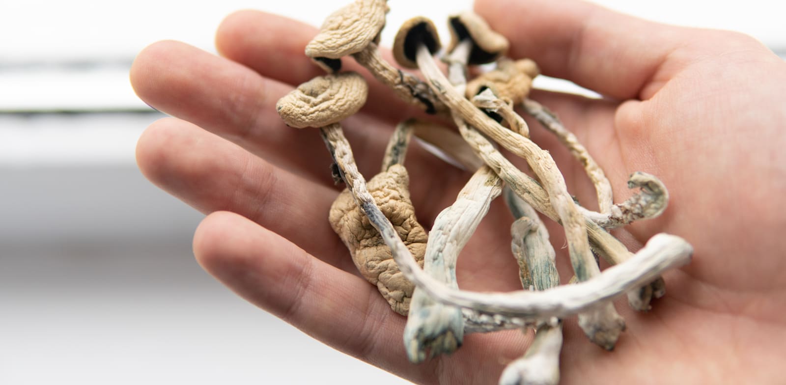 פטריות פסילוסיבין / צילום: Shutterstock, Dmytro Tyshchenko