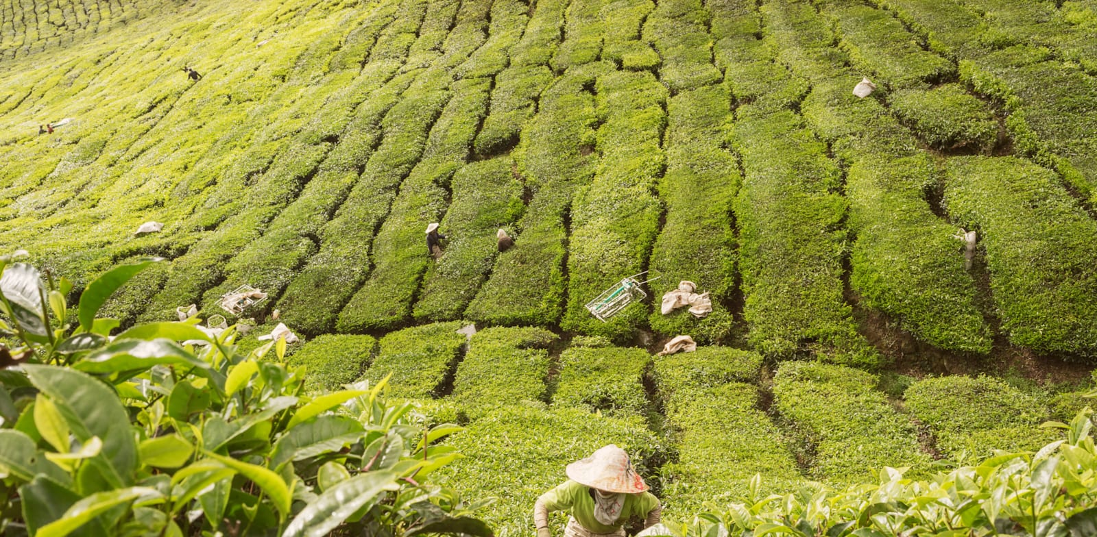 עובדים זרים במטעי תה בהרי קמרון במלזיה / צילום: Reuters, Johanna Senpau