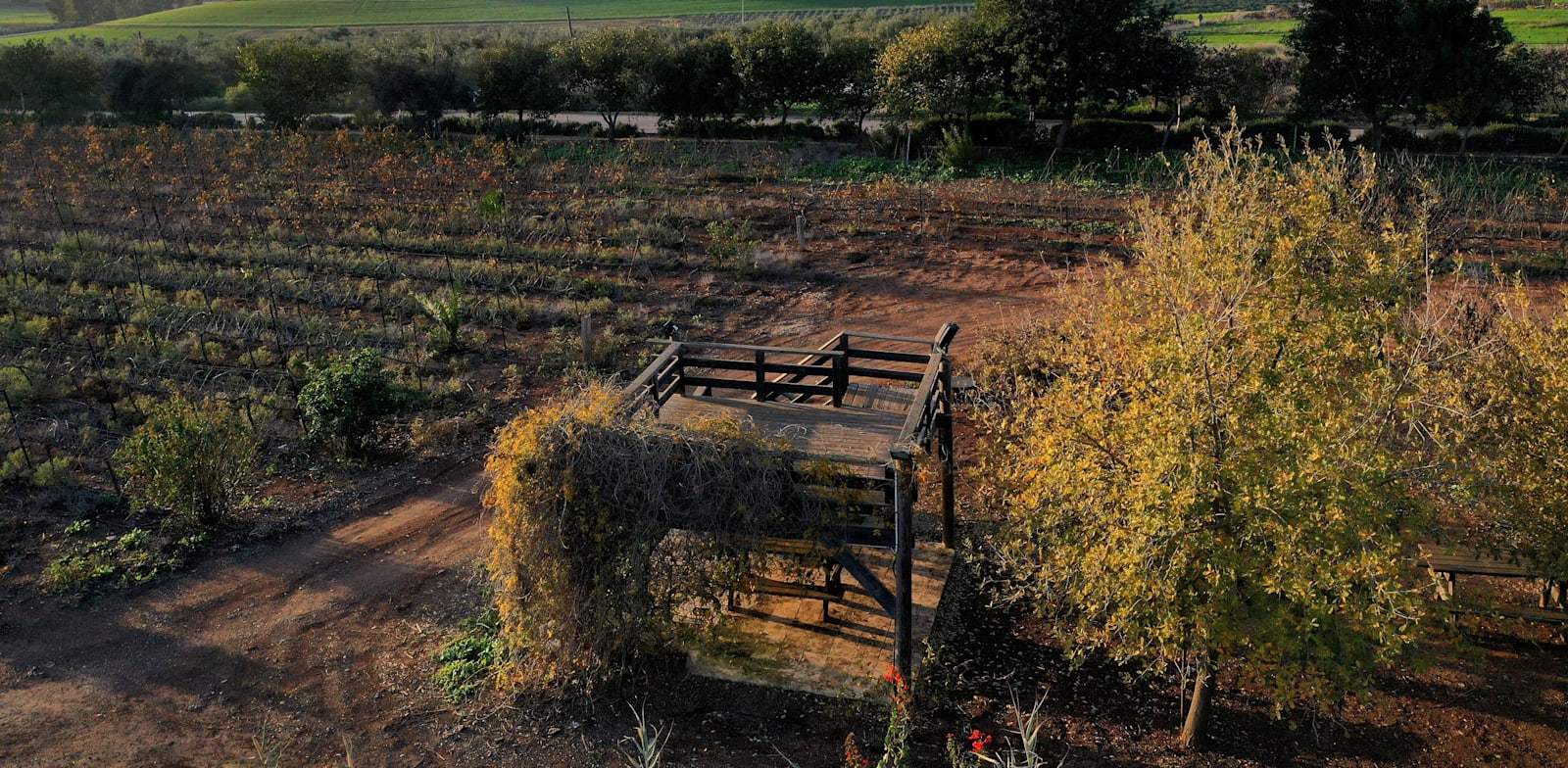כרם תשע / צילום: דיוויד סילברמן