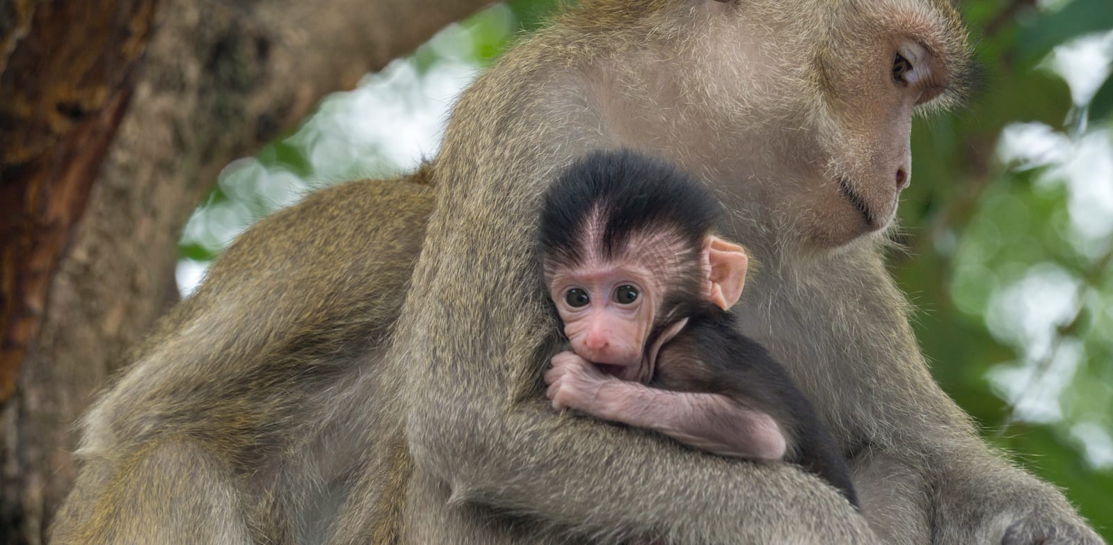 ''אנחנו בנויים ליצור קשר עם דמות מטפלת'' / צילום: Shutterstock