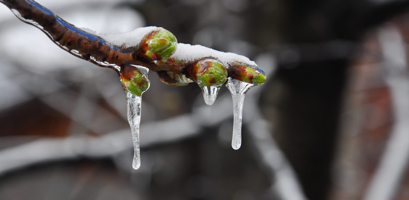 עונת 21-22 התאפיינה, בעיקר, בטמפרטורות נמוכות יחסית לממוצע הרב שנתי / צילום: Shutterstock, Ivan Marjanovic