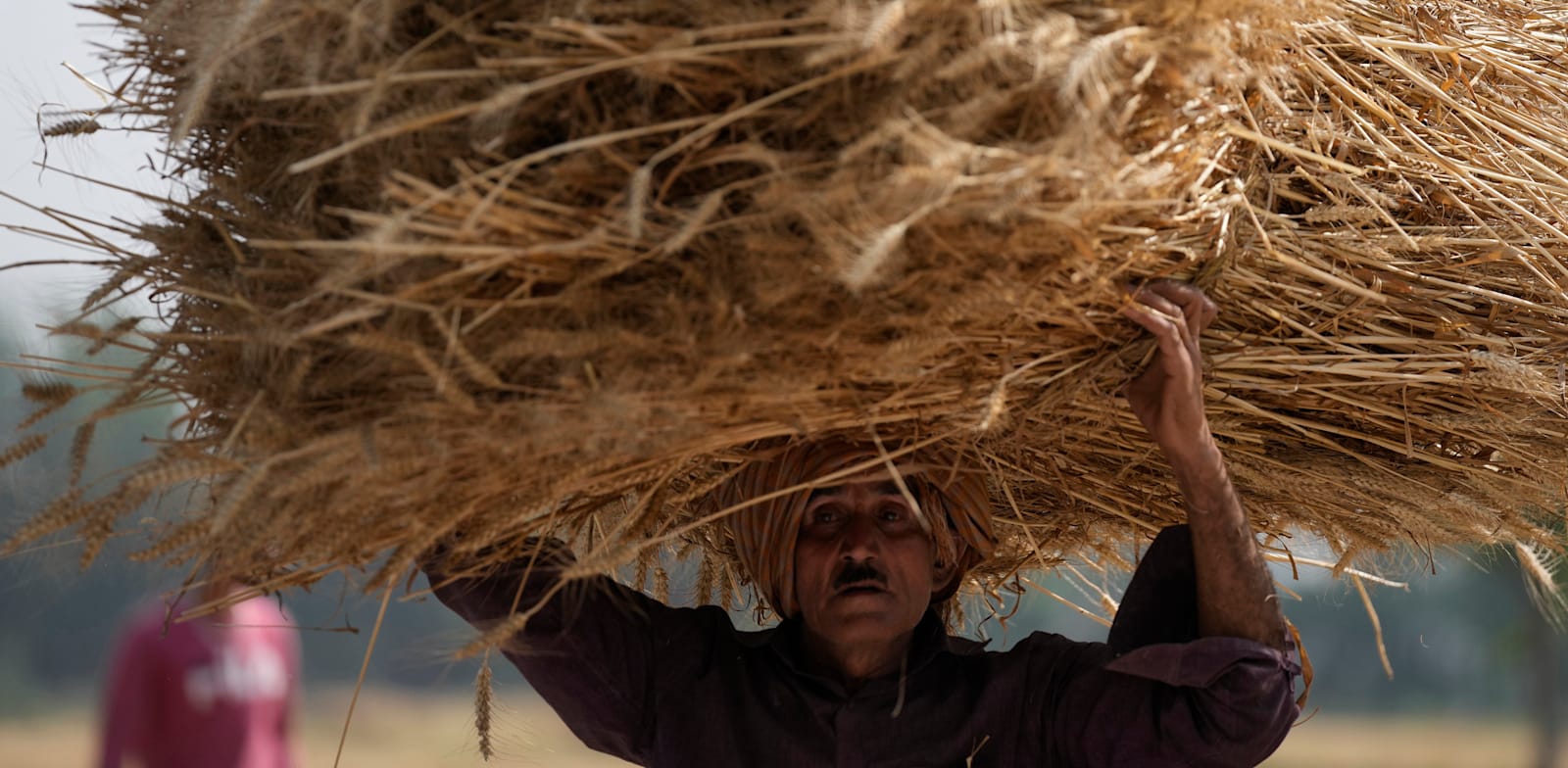 פועל בייצור חיטה בהודו / צילום: Associated Press, Channi Anand