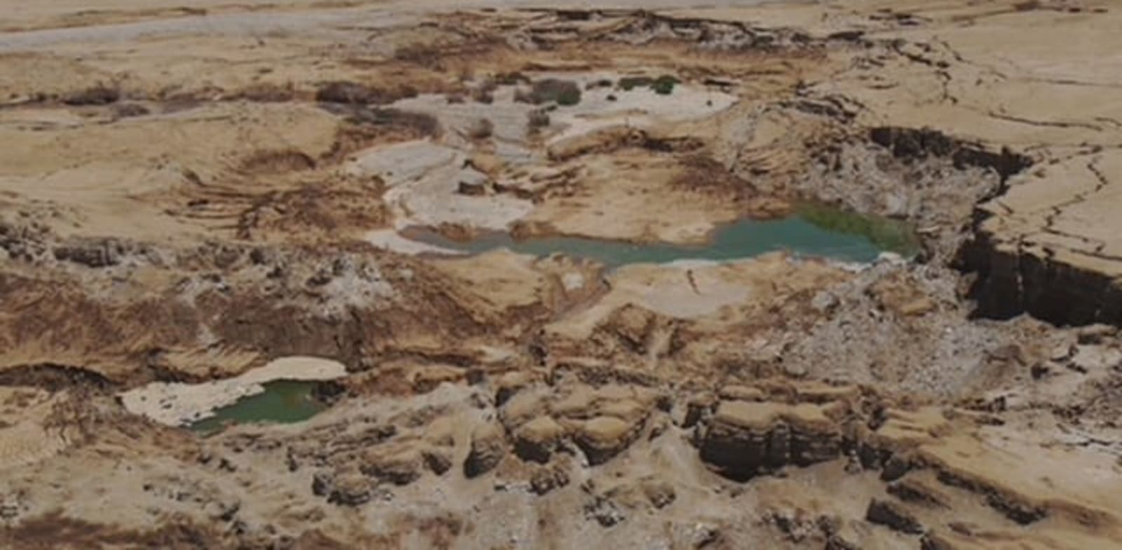 מניפת צאלים. פגיעה בערכי טבע נדירים / צילום: רשות הטבע והגנים