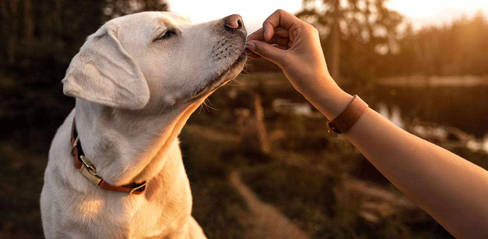 can dogs detect cancer in a human