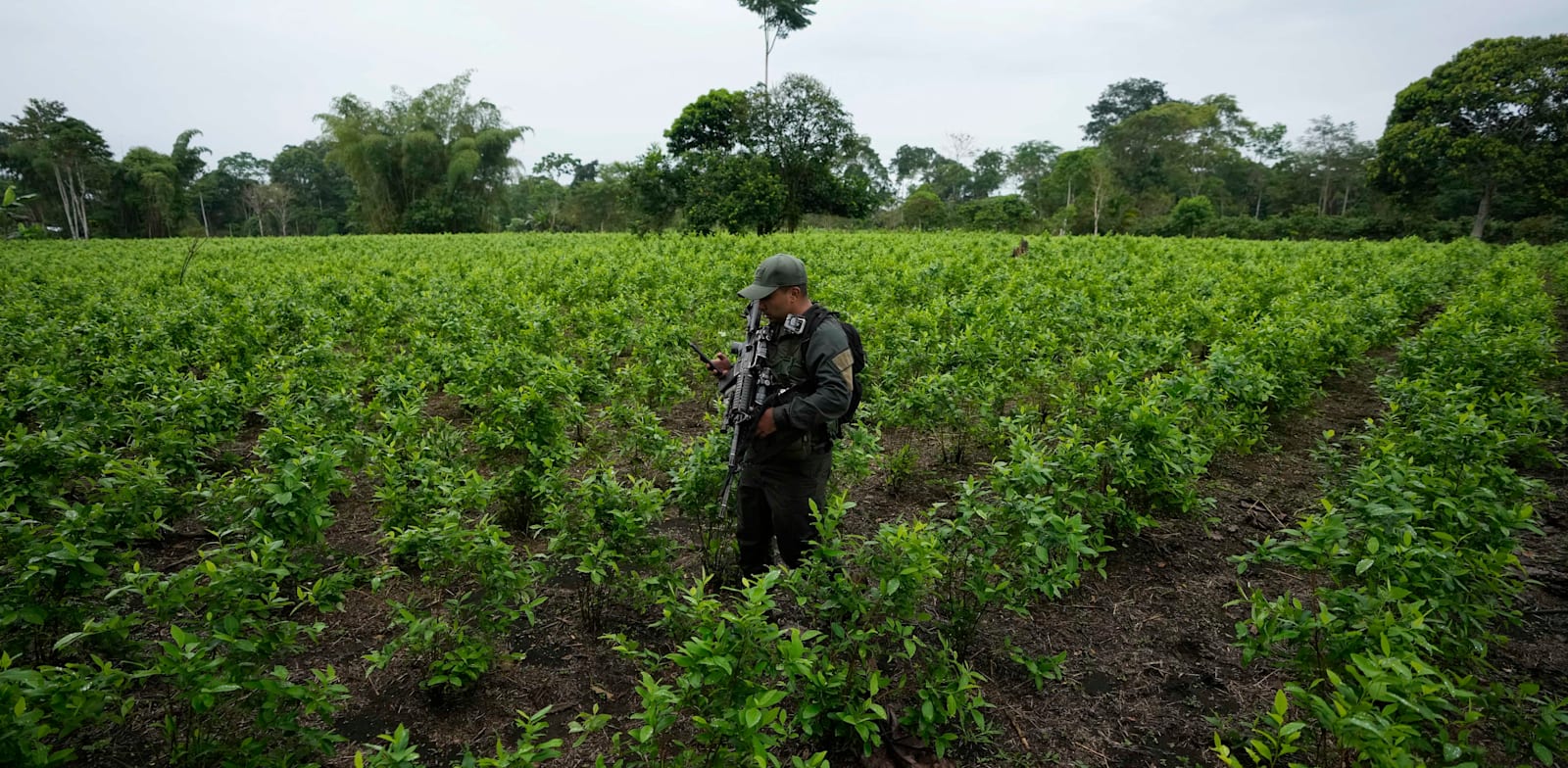 שוטר בשדה קוקה בקולומביה, מוקדם יותר השנה / צילום: Associated Press, Fernando Vergara