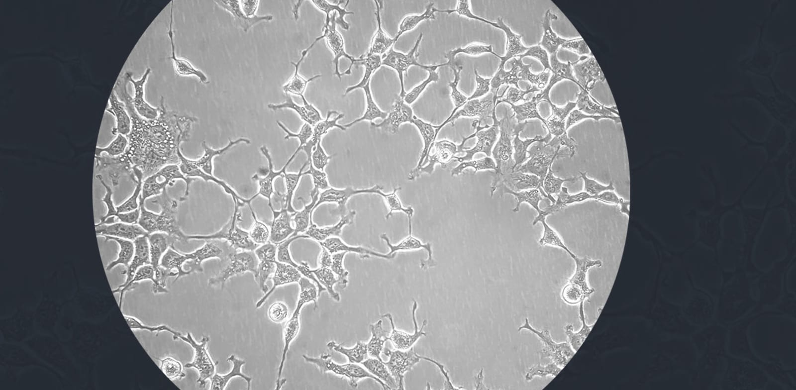 אילוסטרציה: shutterstock