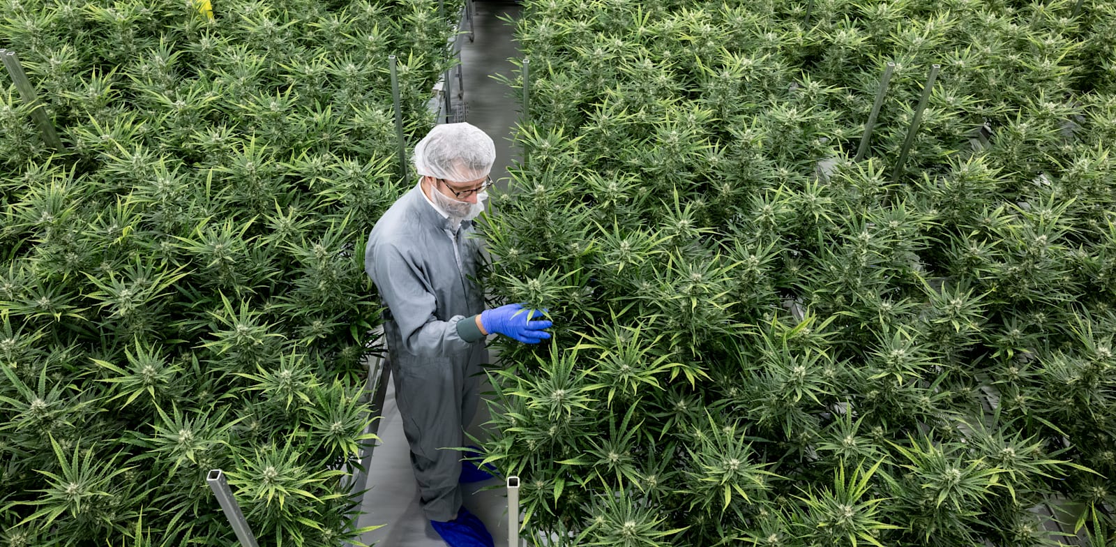 גידולי קנאביס רפואי בגרמניה / צילום: Reuters, Hendrik Schmidt
