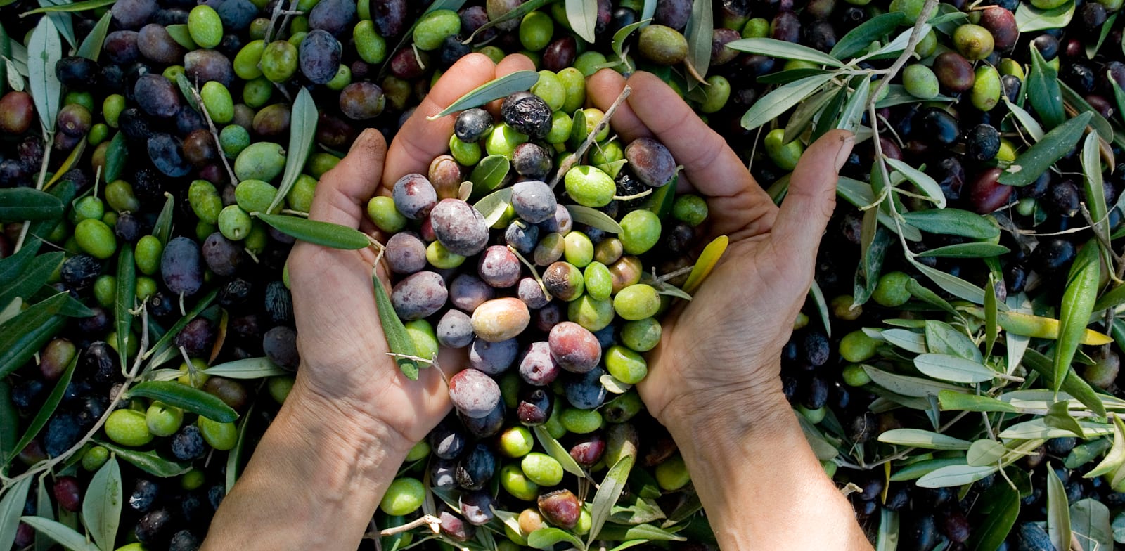 שוק שמן הזית הישראלי / צילום: Shutterstock