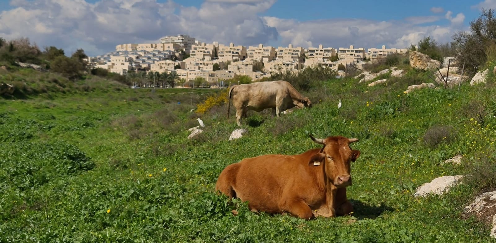 הגבעות הדרומיות במודיעין / צילום: דוברות עיריית מודיעין מכבים רעות