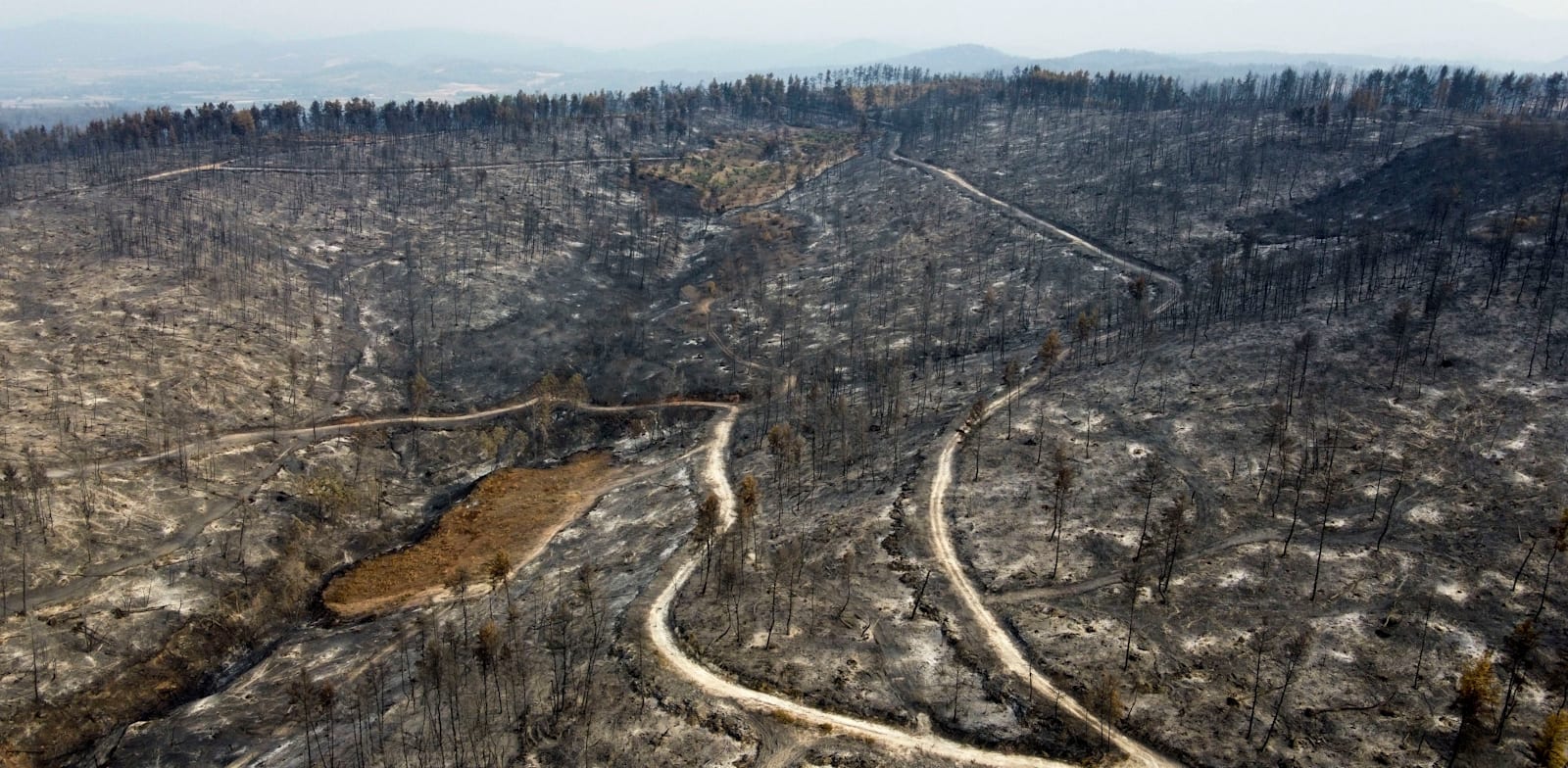 יער שרוף באי היווני אוויה / צילום: Associated Press, Michael Varaklas