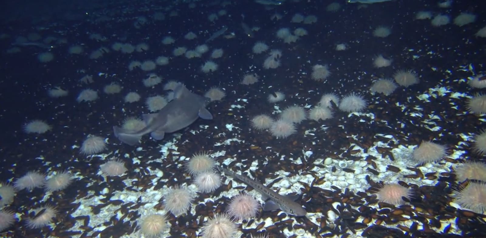 מגוון אלמוגים בהפרעת פלמחים / צילום: איציק מקובסקי אונ' חיפה מקס רובין-בלום