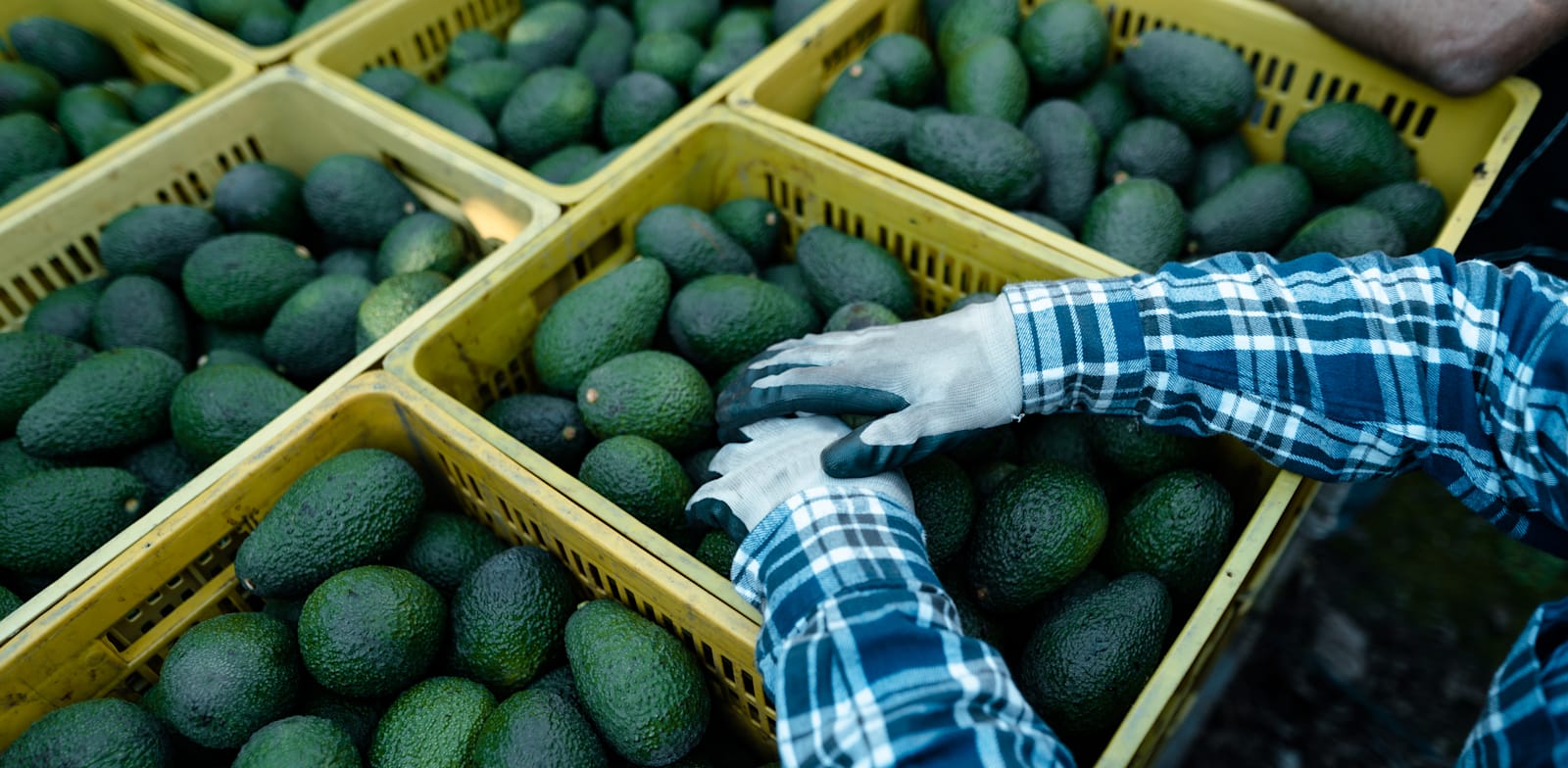 Avocado harvest  credit: Shutterstock