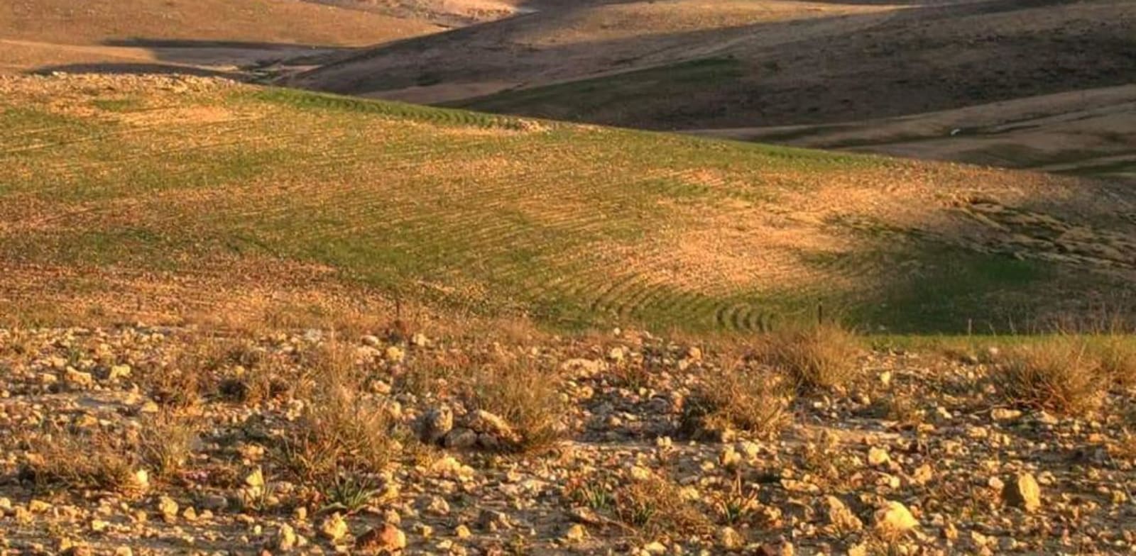 שדה בריר / צילום: גילי סופר