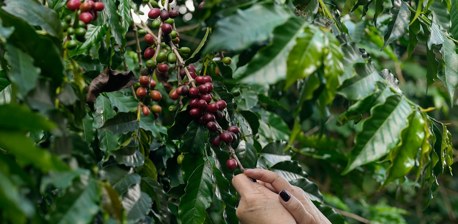 Prepare for further price increases the drought in Brazil is expected