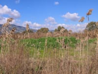 שדה חקלאי / צילום: כדיה לוי