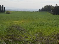 קרקע חקלאית בפרדס חנה. במקרה של שינוי ייעוד, רמ''י תדרוש את הפסקת החכירה / צילום: איל יצהר