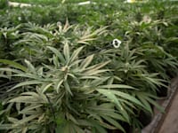 גידול קנאביס בארץ. החברות עדיין רושמות רק הכנסות זניחות מן היצוא / צילום: אייל פישר