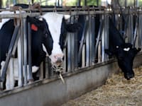 פרות ברפת. משרד החלקאות מצוי בניגוד ענייניים בנושא זכויות חיות המשק / צילום: איל יצהר