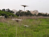 שדה פי גלילות / צילום: תמר מצפי