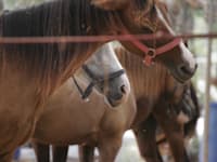 חוות סוסים / צילום: עינת לברון