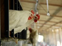 לול תרנגולות. מועצת הלול לא הגישה תקציב לאישור מאז 2020 / צילום: תמר מצפי