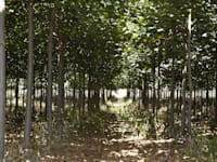 קדוש יואב - מגדל עצים חורשה בני 3 שנים / צילום: תמר מצפי