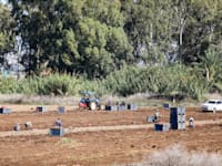 קטיף שדות חקלאיים / צילום: שלומי יוסף