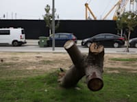 גדם עץ בגן הכובשים בתל אביב / צילום: כדיה לוי