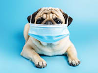 כלב עם מסכה.  גם אחרי שנה אין דרך לדעת איזו מסכה תקינה / צילום: Shutterstock, Katya Degtyareva