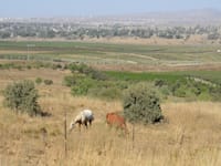 גבול ישראל סוריה קוניטרה ברקע / צילום: איל יצהר