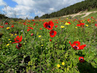 פארק רמות מנשה בעמק השלום / צילום: איל יצהר