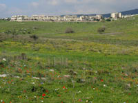 עמק השלום, יקנעם / צילום: איל יצהר