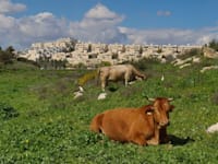 הגבעות הדרומיות במודיעין / צילום: דוברות עיריית מודיעין מכבים רעות