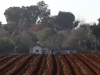 נחלה חקלאית במרכז הארץ / צילום: גלעד קוולרצ'יק