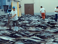 ציד בלתי מבוקר של דגי טונה ביפן / צילום: נטפליקס