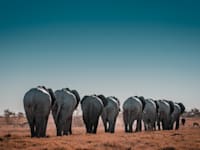 פילים בנימיביה / צילום: Sergi Ferrete