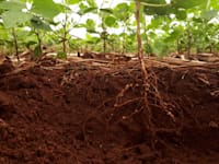 תפוצת העצים בערים ובשכונות בארה"ב תלויה מאוד בגזע, במעמד ובגובה השכר של התושבים / צילום: Shutterstock, Lidiane Miotto