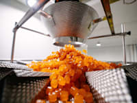 מפעל סוכריות הגומי טופ גאם / צילום: מצגת החברה