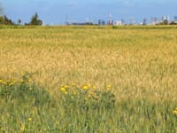 קרקע חקלאית. האם יש למכור בערכי הברוטו או הנטו? / צילום: Shutterstock