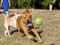 על הנחלה הוקם עסק לגידול כלבים, בני הזוג נמנעו מלרשום את הנחלה בטאבו / צילום: Shutterstock